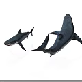 Two Small and Large Shark Models on White Background with Realistic Features