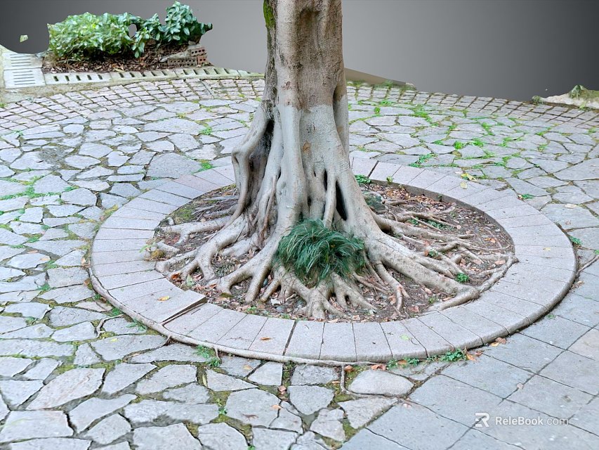 Mature Tree With Exposed Roots In Circular Stone Paved Area And Surrounding Ferns 3d model 