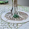 Mature Tree With Exposed Roots In Circular Stone Paved Area And Surrounding Ferns