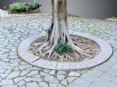 Mature Tree With Exposed Roots In Circular Stone Paved Area And Surrounding Ferns 3d model