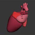 Anatomical 3D Model of Human Heart for Medical Education and Study