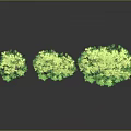 Three Lush Green Trees Standing Together With Dense Foliage And Brown Trunks