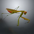 Modern mantis knife-winged insect 3d model