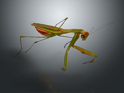 Modern mantis knife-winged insect 3d model