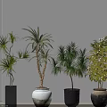 Lush Leafy Bonsai Plants In Ceramic Black White And Square Indoor Pots