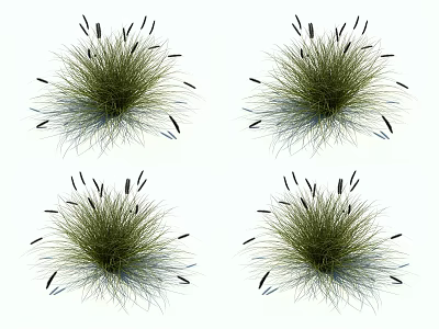 Green Grass With Black Slender Spikes And Blue Fibrous Roots Naturally Growing On White Background 3d model