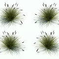Green Grass With Black Slender Spikes And Blue Fibrous Roots Naturally Growing On White Background