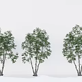 Landscape Arbor Cluster Arbor Modeling Street Tree Courtyard Tree 3d model