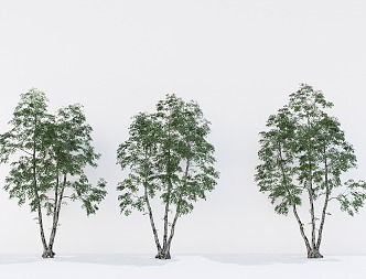 Landscape Arbor Cluster Arbor Modeling Street Tree Courtyard Tree 3d model