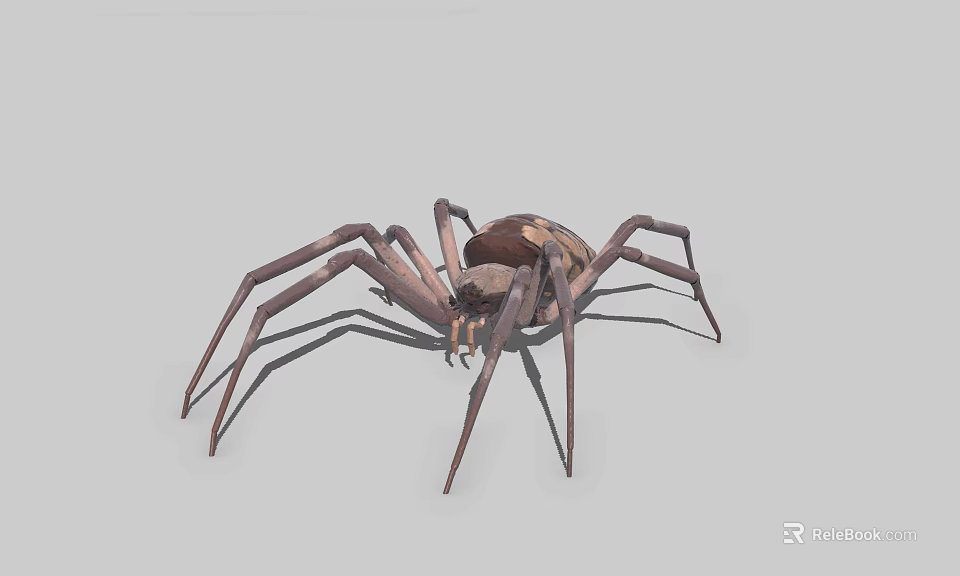 Detailed Brown Spider With Long Legs On Gray Background 3d model 