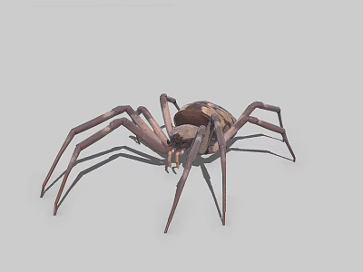 Detailed Brown Spider With Long Legs On Gray Background 3d model