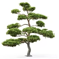 Pine Tree With Lush Green Foliage And Elegant Brown Trunk For Landscaping