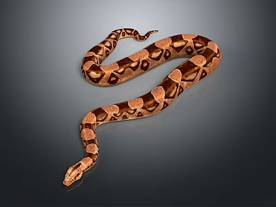 Stunning Reptile Python With Long Coiled Body And Brown Orange Patterns 3d model