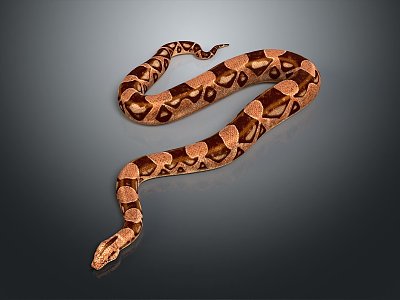 modern snake cobra venomous snake python 3d model