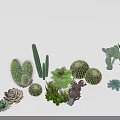Collection of Various Succulents And Cacti Potted Green Plants With Different Shapes