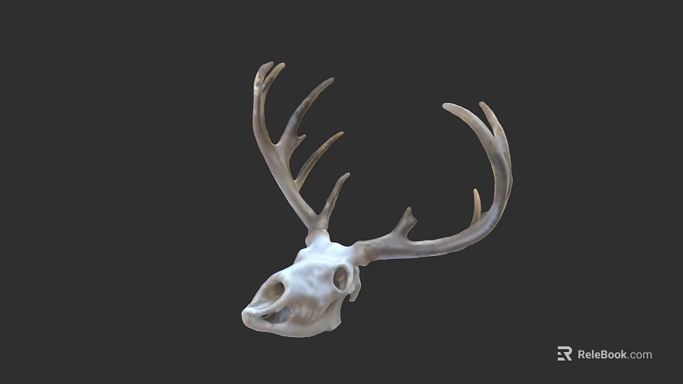 Realistic Deer Skull With Large Antlers On Dark Background Display Artifact 3d model 