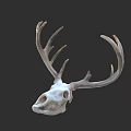 Realistic Deer Skull With Large Antlers On Dark Background Display Artifact