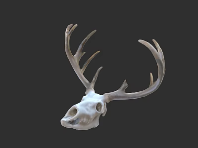 Realistic Deer Skull With Large Antlers On Dark Background Display Artifact 3d model