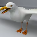 Flying Seagull with Wings Spread Yellow Beak and Orange Feet Against Gray Background