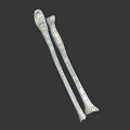 Two White Long Bones For Medical Display Isolated On Dark Background