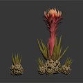 Unique Plant Featuring Red Yellow Flower Green Stem And Small Pineapple Like Structures With Buds