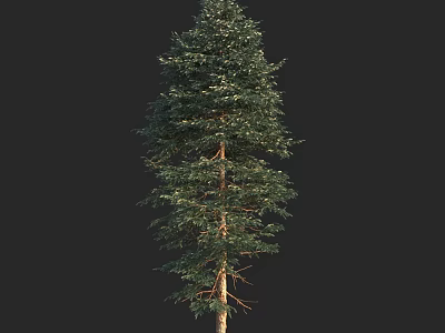 Lush Green Arbor Tree With Dense Foliage And Tall Brown Trunk 3d model