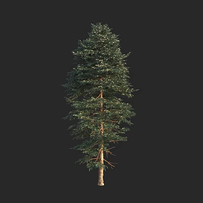 Lush Green Arbor Tree With Dense Foliage And Tall Brown Trunk 3d model