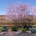 Pink Blossom Tree In Garden With Bamboo Fence Stones Small Lantern And Green Plants