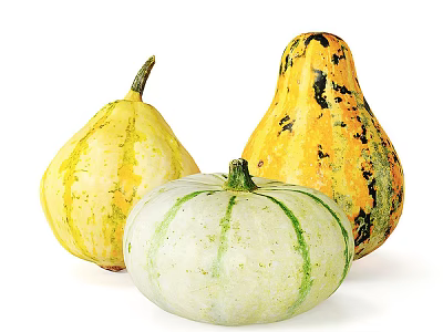 Colorful Fresh Squash Vegetables Showing Yellow White Green Striped And Orange Black Spotted Varieties 3d model
