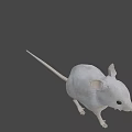 3D Wireframe Rat Character Model With Big Ears For Game And Movie Scenes