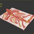 Animal Skeleton Anatomy Showing Skull Ribs Spine and Limb Bones on White Mat