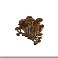 Fresh Cluster of Mushrooms with Brown Caps and White Stems on Blue Background