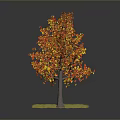 Autumn Tree with Red and Orange Leaves Brown Trunk and Green Grass on Gray Background