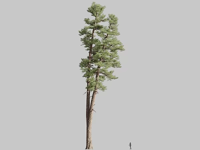Tall Tree With Straight Trunk Lush Foliage Gray Background And Small Figure For Scale 3d model