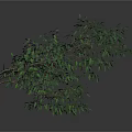 Green Tree With Multiple Branches And Lush Green Leaves On White Background 3d model