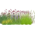 Colorful Flowers And Grasses For Garden Decoration With Purple Red And Green Hues