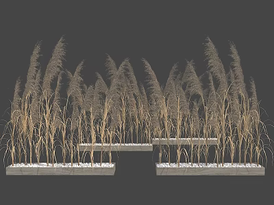 Tall Ornamental Reed Potted Plants In Rectangular Concrete Planters With White Accents 3d model