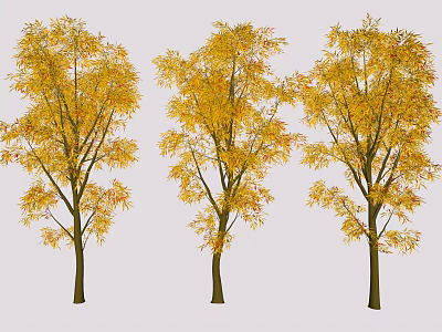Three Arbor Trees With Golden Yellow Autumn Leaves In Scenic Landscape 3d model