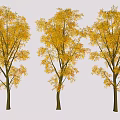Three Arbor Trees With Golden Yellow Autumn Leaves In Scenic Landscape