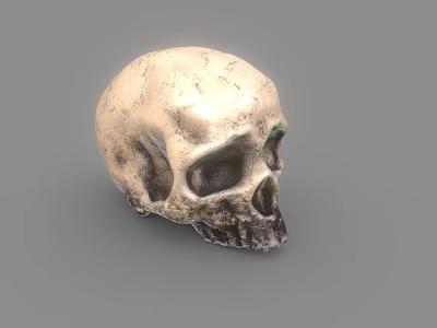 Realistic Human Skull 3D Render With Cracked Textured Surface And Light Tone 3d model