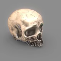 Realistic Human Skull 3D Render With Cracked Textured Surface And Light Tone