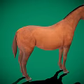 Realistic Brown Horse Standing on Green Background with Full Body View