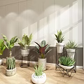 Indoor Bonsai and Potted Plants with Various Green Leaves in Decorative Pots