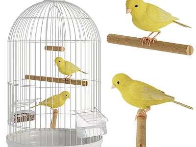 Yellow Birds Inside White Birdcage And Standing On Wooden Perches 3d model