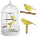 Yellow Birds Inside White Birdcage And Standing On Wooden Perches