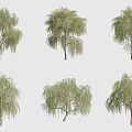 Different Forms of Weeping Willow Trees with Lush Green Foliage for Landscape Design
