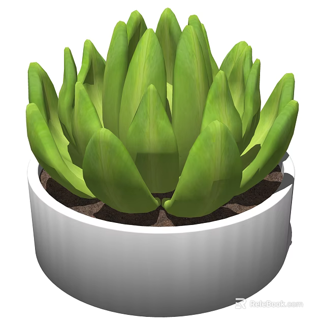Green Succulent Potted Plant with Thick Fleshy Leaves in White Ceramic Pot 3d model 