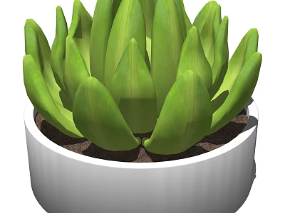 Green Succulent Potted Plant with Thick Fleshy Leaves in White Ceramic Pot 3d model
