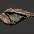 Fresh Organic Wild Vegetable Mushroom With Brown Cap And White Gills