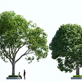 camphor tree big tree street tree pool tree summer tree green tree shade tree chat under tree 3d model